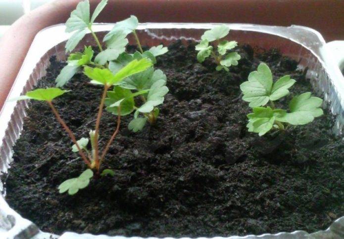 Как посадить клубнику семенами