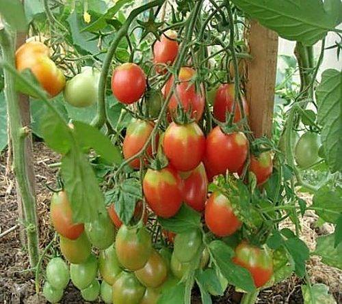 Семена томатов самые урожайные сорта