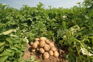 Какие удобрения вносить при посадке картофеля