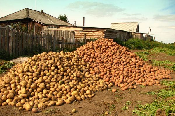 Удобрение картофельная формула применение