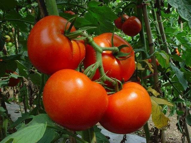 Штамбовые помидоры