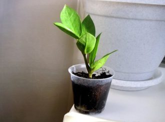 Как размножать долларовое дерево в домашних условиях