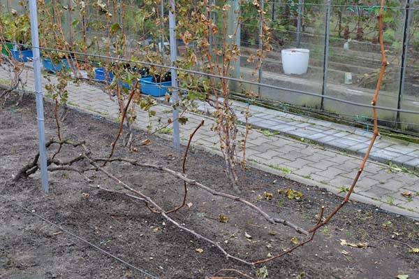 Чем опрыскать виноград осенью
