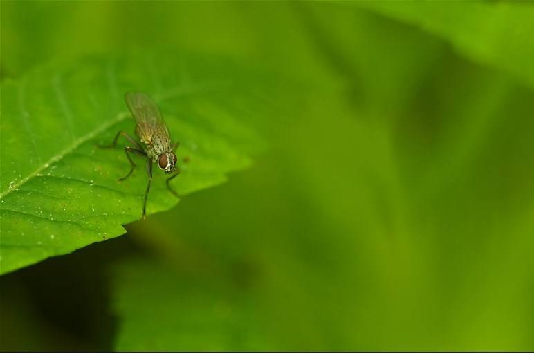 Луковая муха (цибулива муха) на зеленом листья, фото