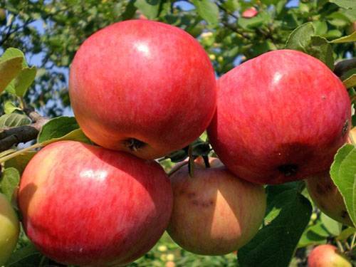 Сорта красных яблок фото с названием