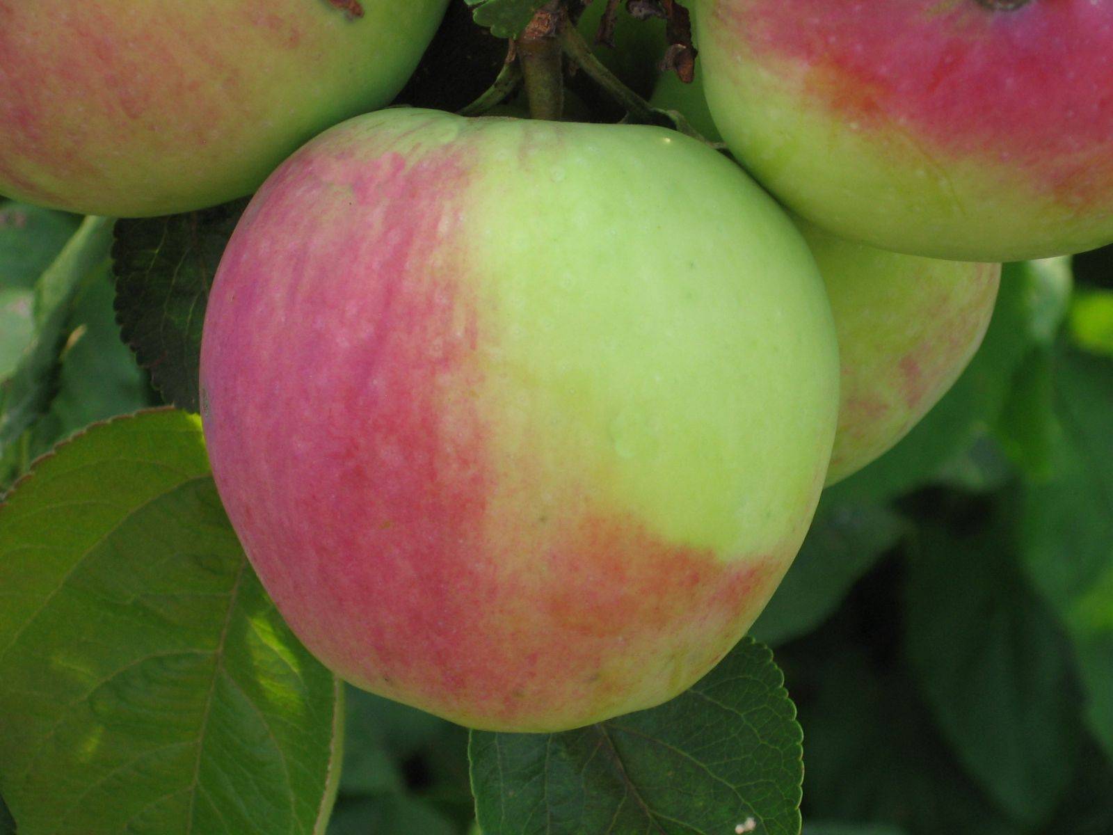 продолговатые яблоки сорта и названия