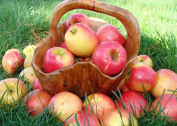 Собрать яблоки для приготовления домашнего сидра