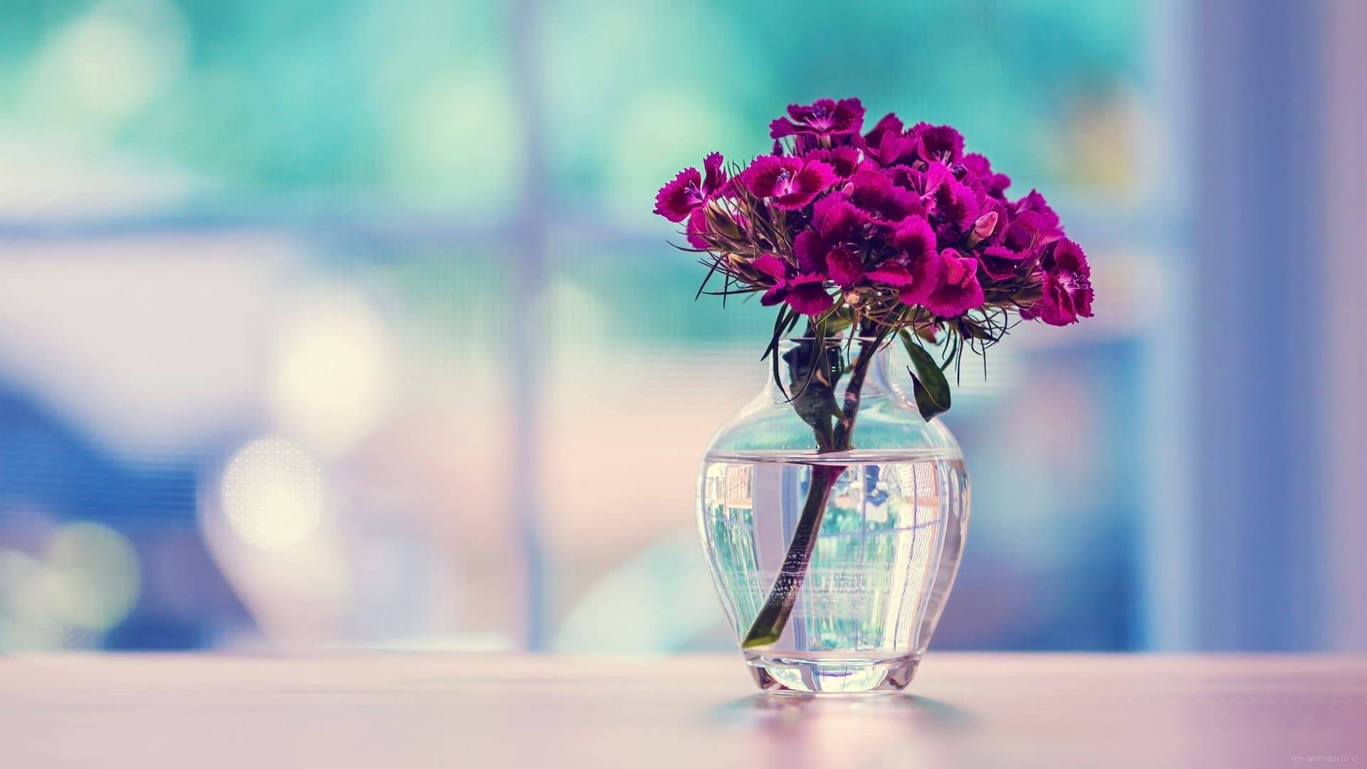 Какие цветы дольше стоят в вазе