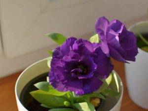 Цветок эустома: выращивание в домашних условиях