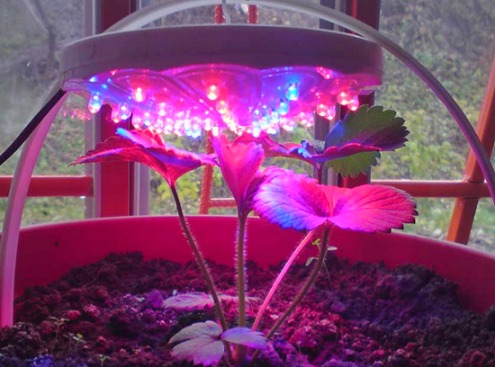 Какой свет лучше для растений