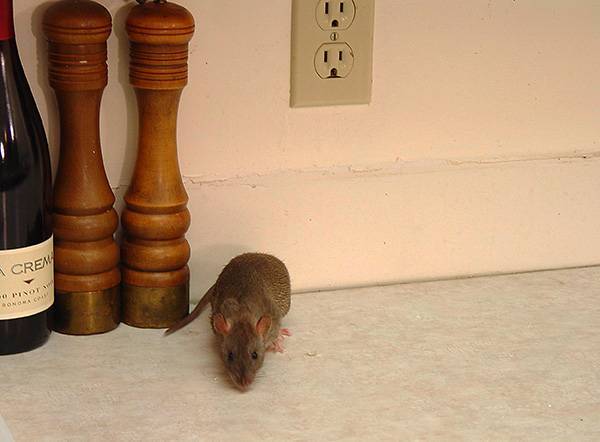 Знакомимся со способами избавления от крыс и мышей, если эти грызуны вдруг решили поселиться в частном доме...