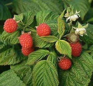raspberries_1586035c_1.jpg