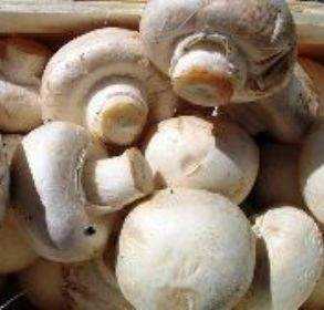 какие грибы легче выращивать в домашних условиях