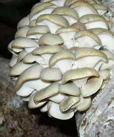 Какие грибы можно выращивать на даче