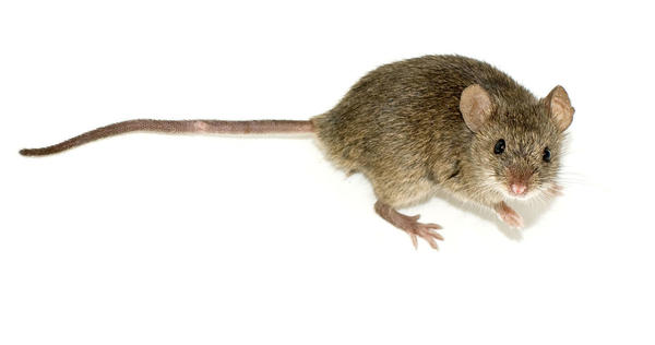 Мышь домовая, фото из Википедии