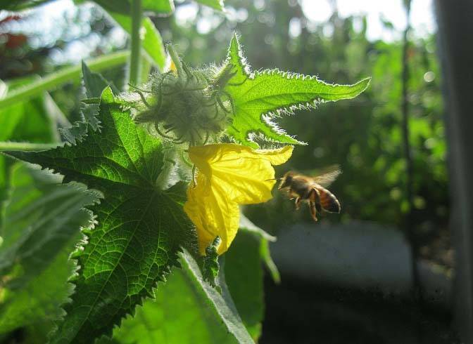 Сорт «Феникс» относится к пчелоопыляемым