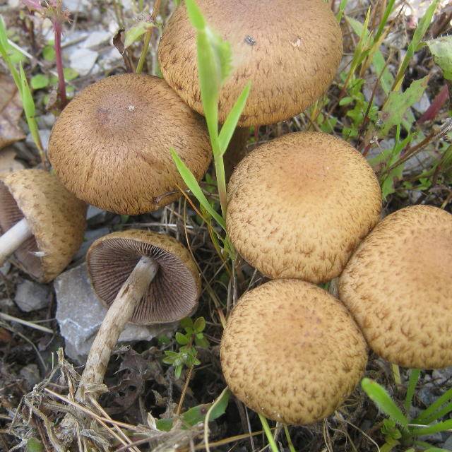 Ранние грибы