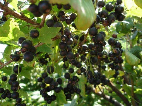 Сочные и спелые грозди черной смородины