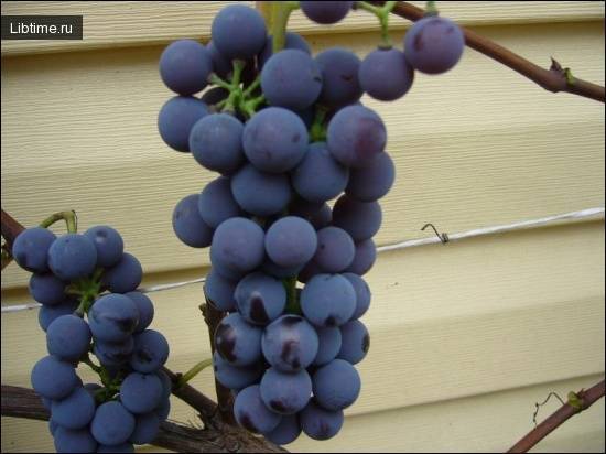 Описание сортов винограда