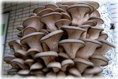 Лесной гриб