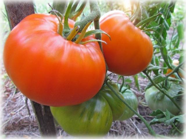 Мясистые сорта томатов для теплиц