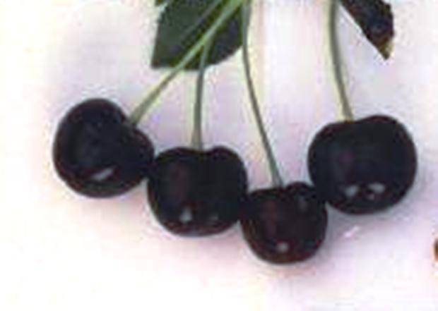 Сорт вишни обыкновенной: Лозновская