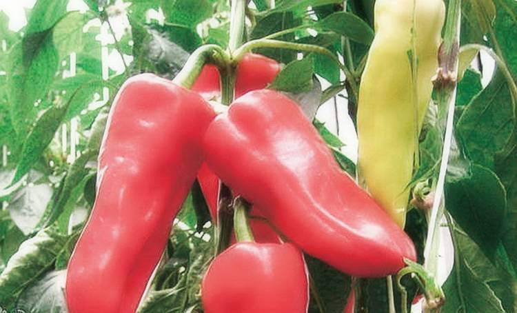 Как выращивать перец в теплице: советы опытных садоводов