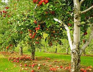 Почему желтеют листья у яблони