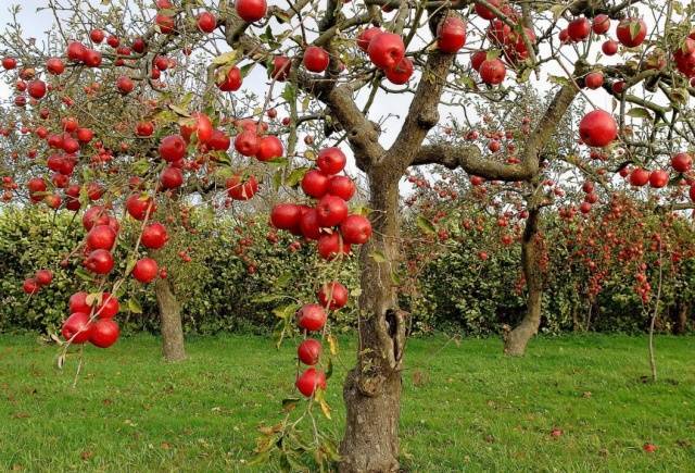 Когда лучше обрезать яблони осенью или весной
