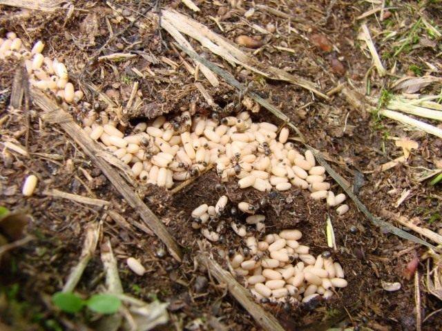 Как избавиться от муравьёв на садовом участке
