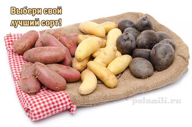 сорта картофеля: красный, бело-желтый, синий