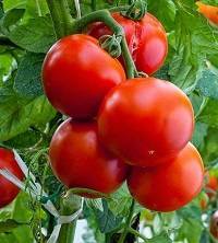 Чем можно подкормить помидоры