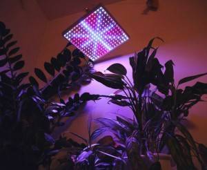 Светодиодные лампы для растений как выбрать