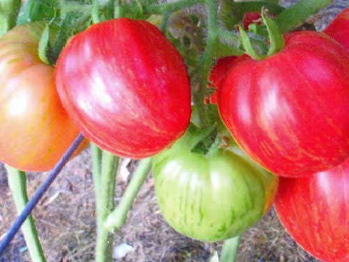 помидоры сорта Алтаечка