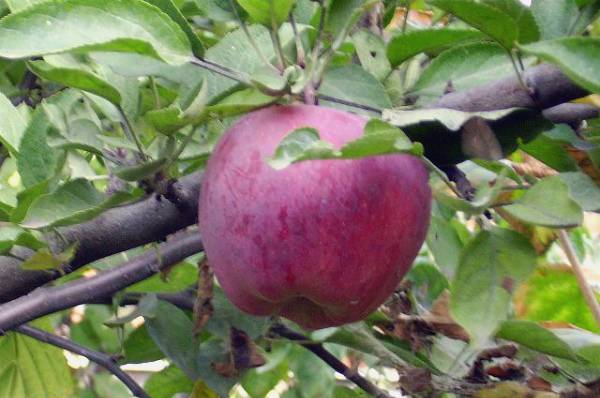 Спелое яблоко Джонатан на ветке