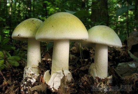 Как проверить ядовитые грибы или нет