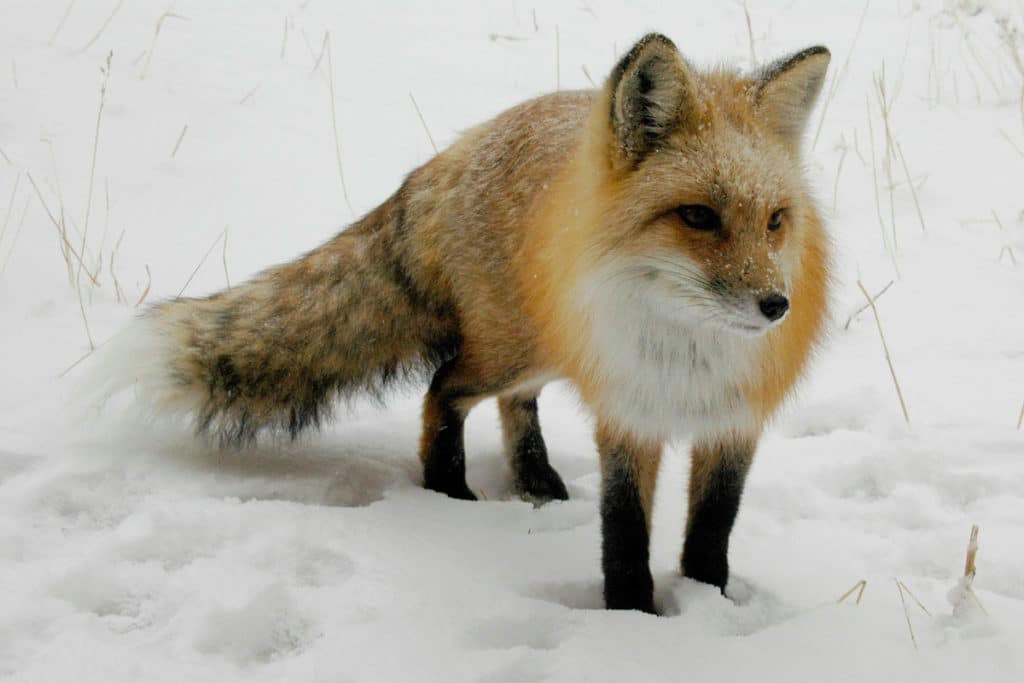 Следы лисицы зимой
