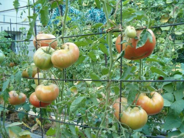 Какие бывают помидоры