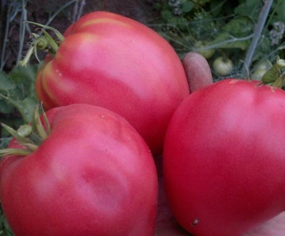 Какие бывают помидоры