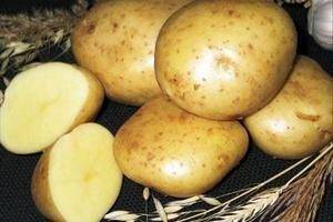 Ласунок сорт картофеля