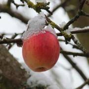 лучшие зимние сорта яблонь