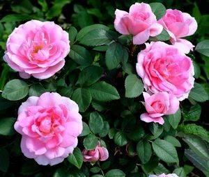 Розы На Урале Фото