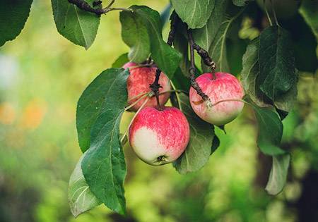 осенние-сорта-яблок-фото-с-названием-и-описанием