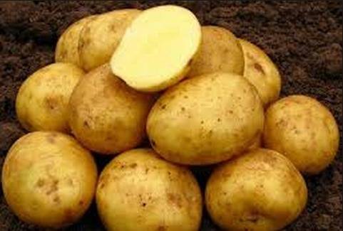 Популярные сорта картофеля