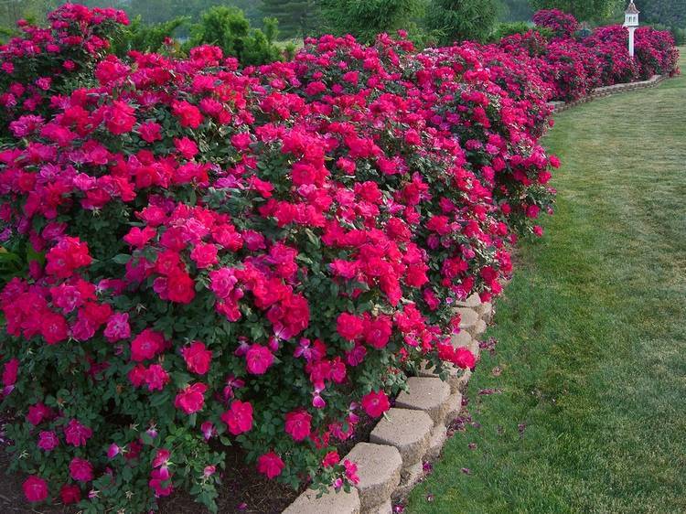 Как красиво посадить розы на дачном участке фото