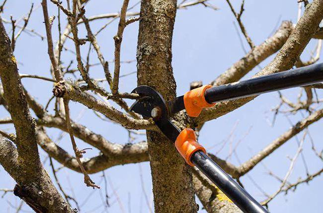 Чем обработать срез дерева после обрезки