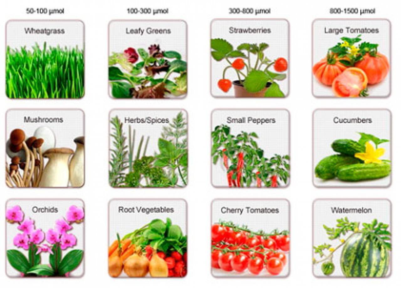 Как выбрать фитолампу для комнатных растений