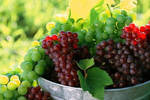Рецепт вина из винограда в домашних условиях