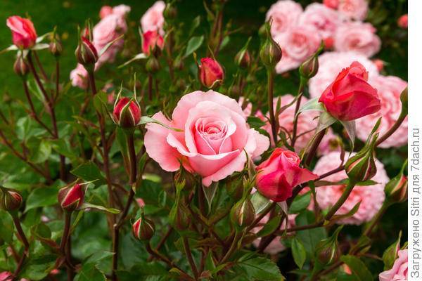 Розы --- великолепное украшение для любого сада или цветника