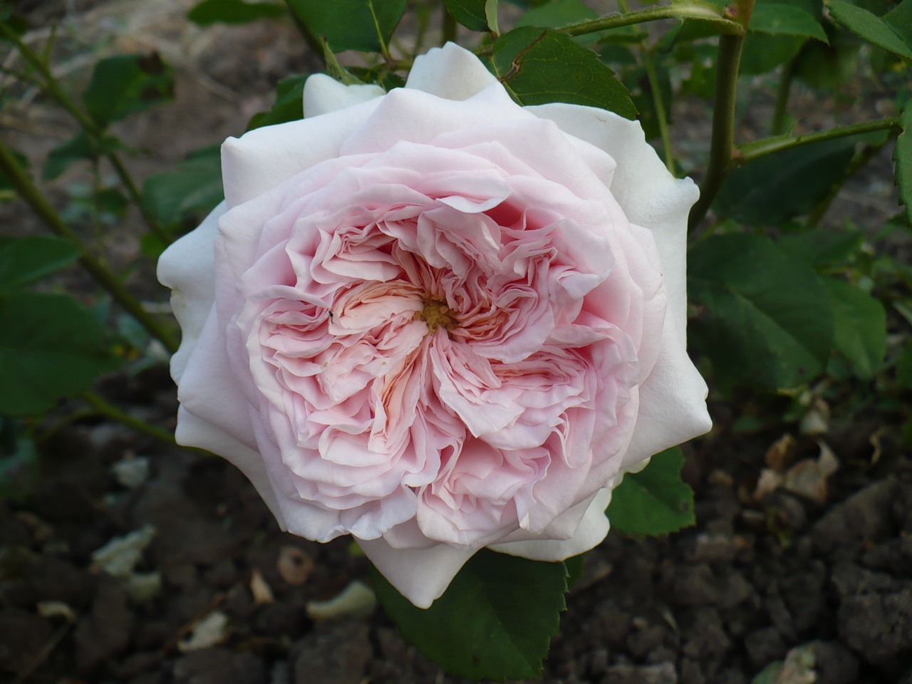 Роза розалинда
